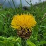 Centaurea macrocephala Blomst