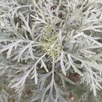 Artemisia arborescensFulla