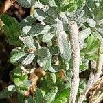 Teucrium polium Blad