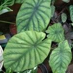 Alocasia clypeolata Hoja