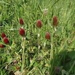 Trifolium rubens Kukka