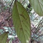 Cordia sprucei Leaf