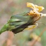 Hieracium sabaudum Buveinė