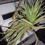 Tillandsia aeranthos 葉