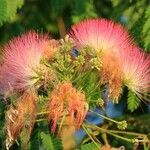 Albizia julibrissinফুল