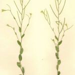 Arabis auriculata Агульны выгляд