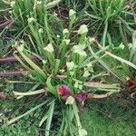 Sarracenia flava Mosusu
