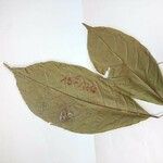 Pouteria fimbriata Leaf