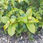 Viburnum tinus Лист