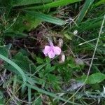 Pedicularis sylvatica Blomma