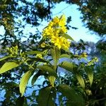 Lysimachia vulgarisFlower