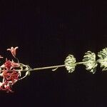 Lilium bolanderi Flower