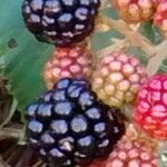 Rubus ulmifolius Fruit