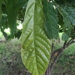 Theobroma cacaoLeaf