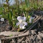 Viola elatior Flower