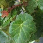 Begonia spp. Leaf