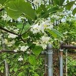 Styrax americanus Цвят