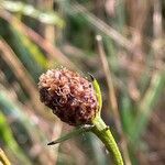 Centaurea nigra Fruit