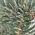 Abies concolor Leaf