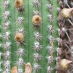 Cleistocactus spp. 花