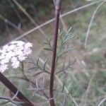 Seseli annuum Blatt