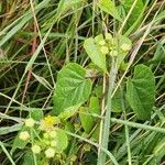 Cynanchum insipidum Blatt