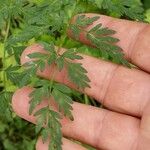 Peucedanum palustre Leaf