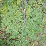 Chaerophyllum bulbosum Hoja