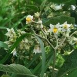 Solanum umbellatum Fleur