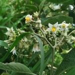 Solanum umbellatum Blomst