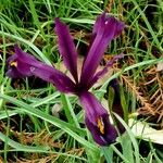 Iris reticulata Flor