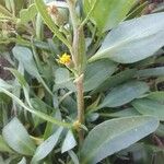 Tripolium pannonicum 花