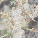 Astragalus piptocephalus Ffrwyth