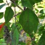 Chenopodium quinoa Лист