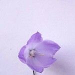 Wahlenbergia hederacea Flor