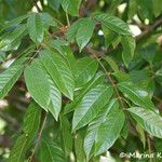 Lysidice rhodostegia Leaf
