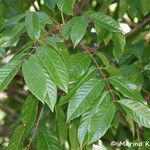 Lysidice rhodostegia Blatt