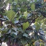 Artocarpus altilisFuelha