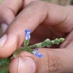 Salvia occidentalisFlower