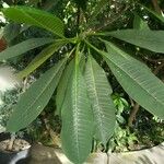 Plumeria obtusa Leaf