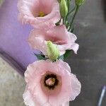 Eustoma exaltatum Cvet