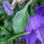 Campanula carpatica 葉