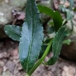 Lobelia siphilitica Blad