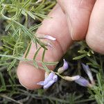 Astragalus arenarius