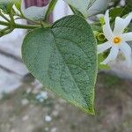 Nyctanthes arbor-tristis Leaf