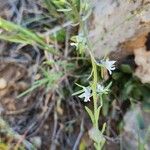 Linaria chalepensis Hàbitat