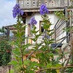 Aconitum fischeri Flor