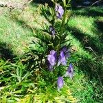 Aconitum napellusFlower