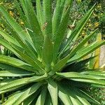 Agave decipiens Hostoa
