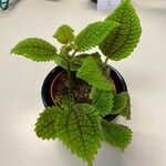 Pilea mollis Lehti